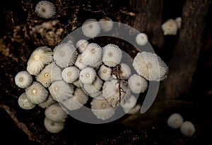 Little white mushroom in dead palm