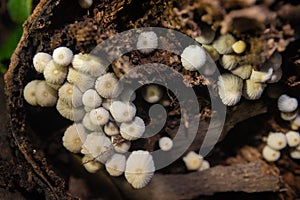 Little white mushroom in dead palm tree