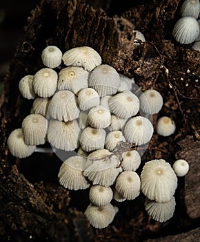 Little white mushroom in dead palm tree