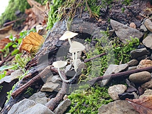 Little White Mushroom grow on the Stone