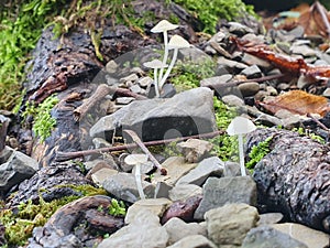 Little White Mushroom grow on the Stone