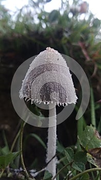 A little white mushroom grown in meadows