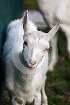 Little white nany-goat