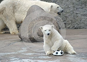 Little white polar bear with ball