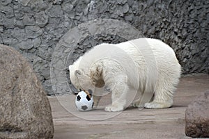 Little white polar bear with ball
