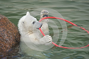 Little white polar bear playing