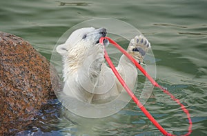 Little white polar bear playing