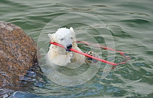 Little white polar bear playing