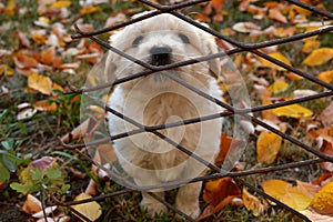 white puppy behind fence