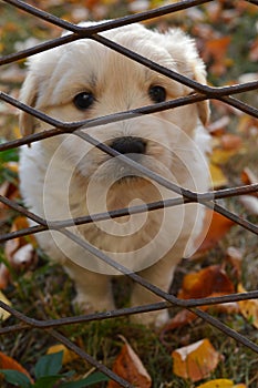 White puppy behind fence