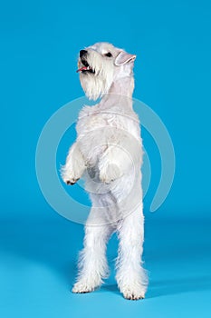 Little white puppy miniature schnauzer standing on back legs on blue background.