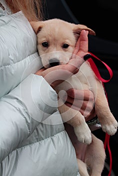 A little white puppy with a New Year`s, red ribbon sits on the girlâ€™s hands. He laid his head on her hand and looks at the