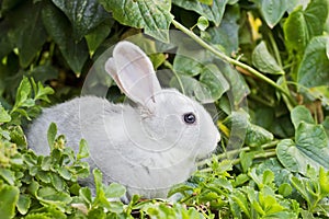 Little white rabbit