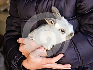 Little white rabbit