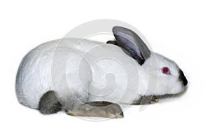 Little white rabbit of californian breed