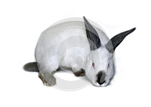 Little white rabbit of californian breed