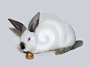 Little white rabbit of californian breed