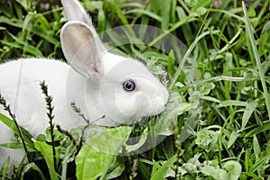 Little white rabbit in a green garden and eatting grass in summer easter concept