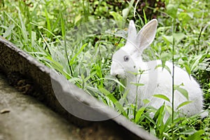 Little white rabbit in a green garden and eatting grass in summer easter concept to celebration