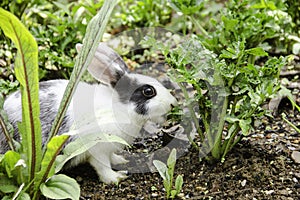 Little white rabbit in a green garden and eatting grass in summer easter concept to celebration