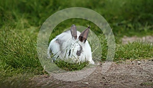 Little white rabbit hiding in the grass