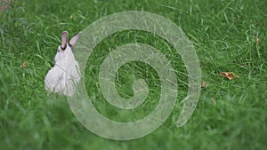 Little white rabbit in tall green grass. A beautiful white bunny in the garden