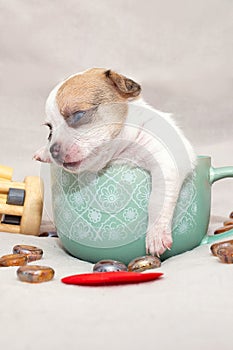 A little white with red spots chihuahua puppy in a teacup falls asleep