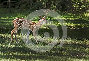 A little White Tailed Deer fawn walks in green grass.