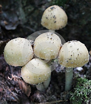 Little white wild mushrooms on a black background seasonal details nature close-up photo