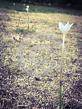 Little white wildflower with pink stripes in a field