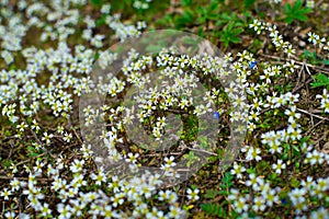 Little white wildgrowing spring flowers. Nature background. Blooming spring flowers