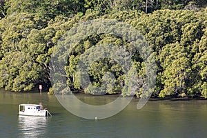 A little white yacht parked near the forest lake