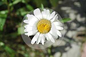 Little white and yellow pretty flower chamomile