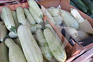 Little white zucchini