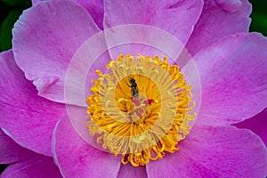 Little wild bee on a tree peony flower in the garden, pink flowers close-up, Botanical garden