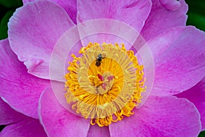 Little wild bee on a tree peony flower in the garden, pink flowers close-up, Botanical garden