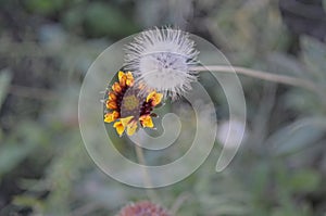 Little Wild flowers become friends