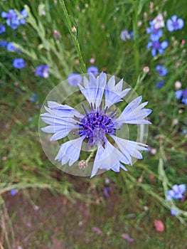 Little wild flowers in bloom