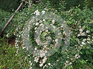 Little wild flowers in bloom