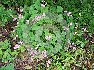 Little wild flowers in bloom