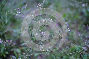 Little wild flowers in the grasses