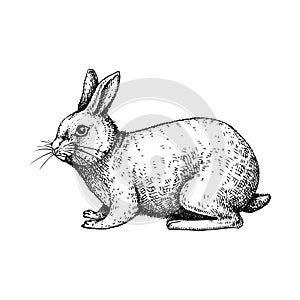 Little wild hare illustration. Sitting forest animal with long ears black outline. Cute jack rabbit sketch. Mammal character