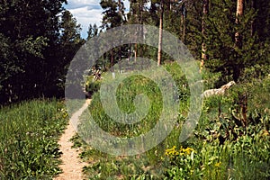 Little wild path, city of Breckenridge Colorado USA