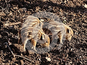 Little wild pigs