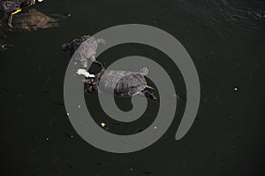 Little wild turtles swim in the lake and eat bread