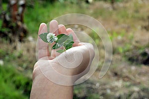 Little wild white flower plant in hand. Life precious concept. Fragility and life precious concept