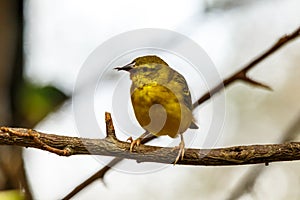 Little wild yellow canary perched on a branch