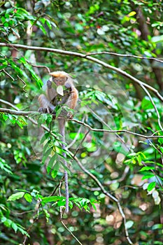 Little wilde green monkeys or guenons characterize the landscape of the rainforests photo