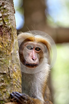 Little wilde green monkeys or guenons characterize the landscape of the rainforests photo