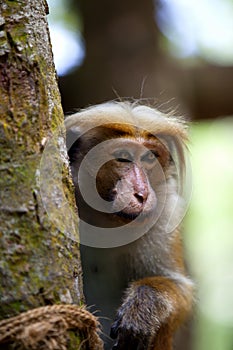 Little wilde green monkeys or guenons characterize the landscape of the rainforests